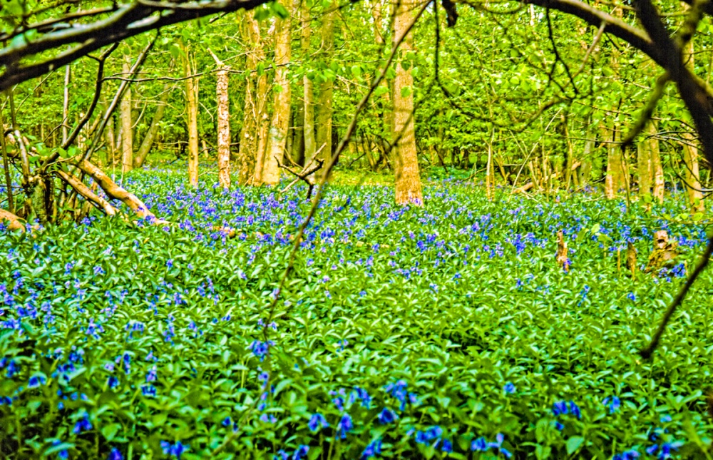 Bluebell Woods