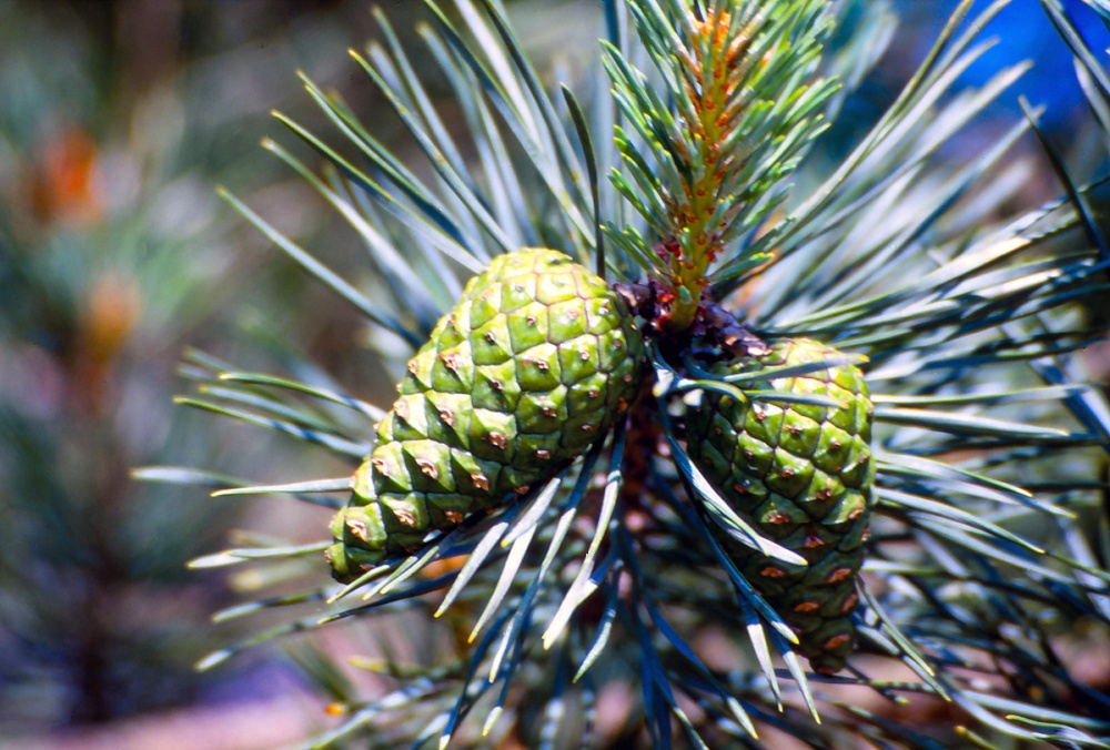 Pine Cones