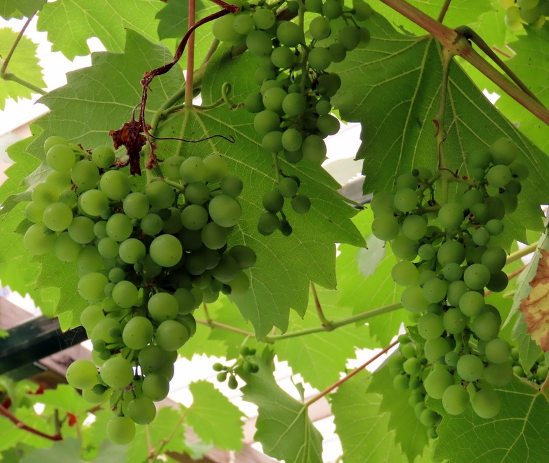 Grapes photo by Pat Trout