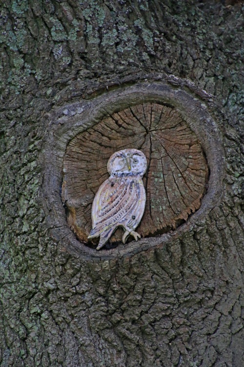 Resident owl