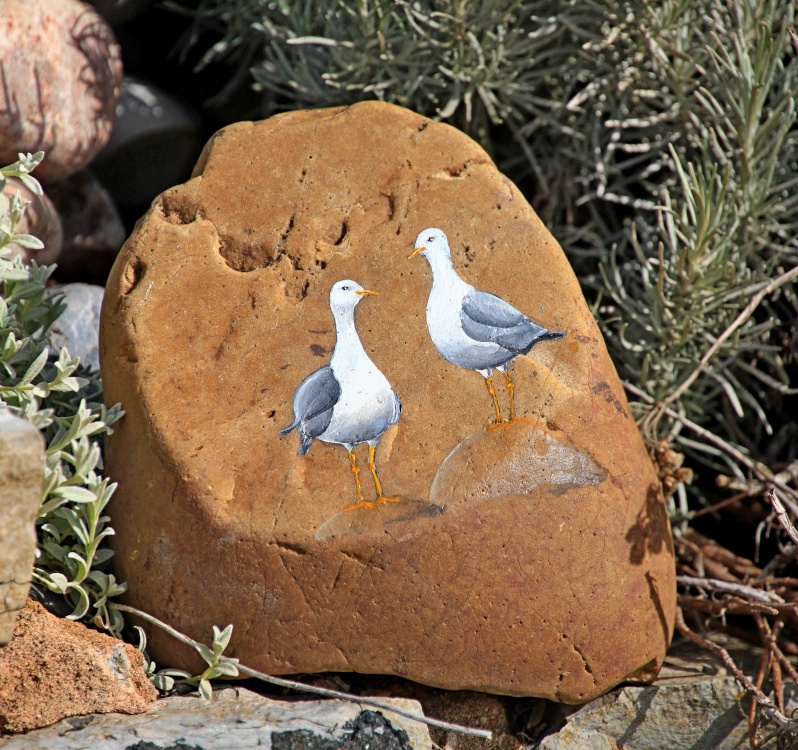 Two Budleigh gulls