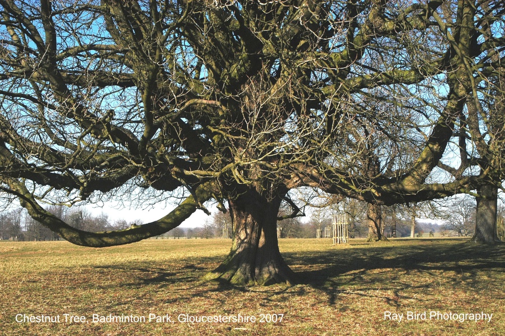 Chestnut Tree, Badminton Park, Gloucestershire 2007