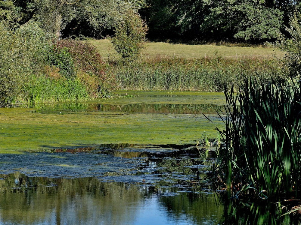 Photograph of Phyllis Currie Nature Reserve, Great Leighs