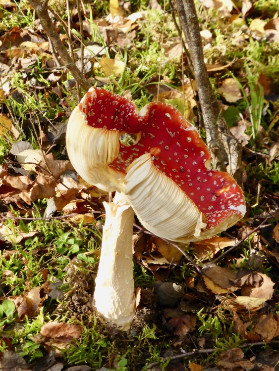 A Wonderful  Fly Agaric Mushroom In Beacon Wood Country Park, Bean, Kent