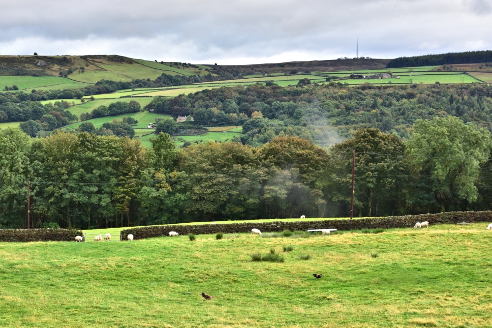 Mist Rising from Trees After Rain at Ewden