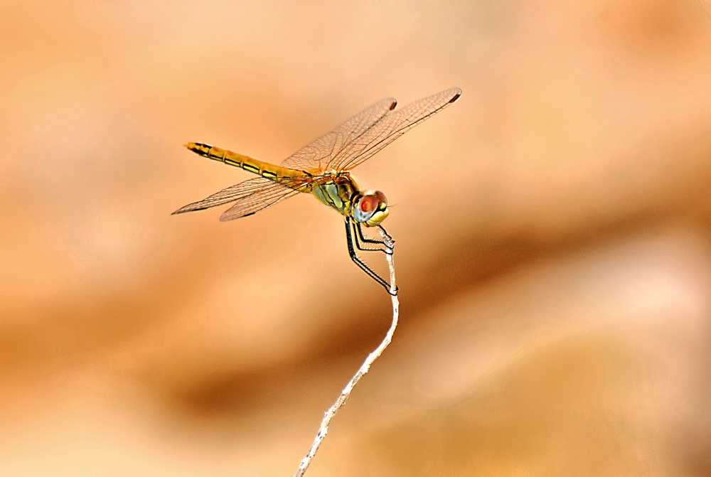 Red-veined Darter (Sympetrum Fonscolombii) Female