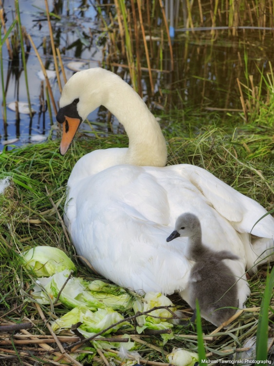 Grand Union Canal Slough