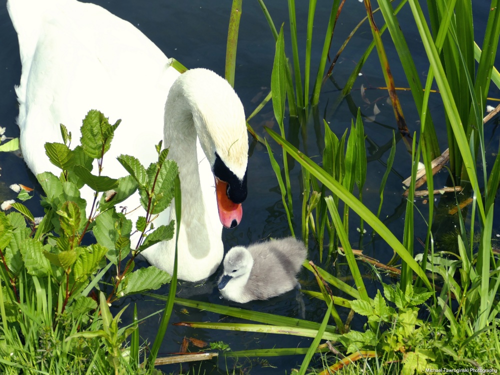 Grand Union Canal, Slough