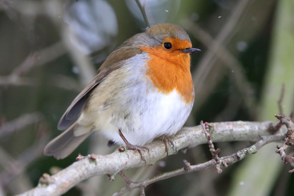 Winter Robin