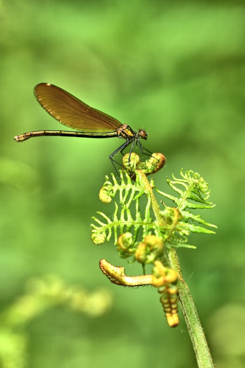 Beautiful Demoiselle (Calopterix Virgo) Female in Whiteley Woods