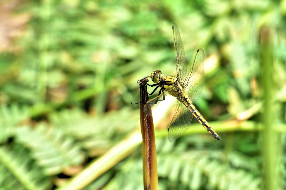 Black-tailed Skimmer (Orthetrum Cancellatum) Teneral Male in Whiteley Woods