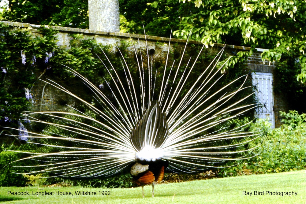 Peacock. Longleat Safari Park, Wiltshire 1992