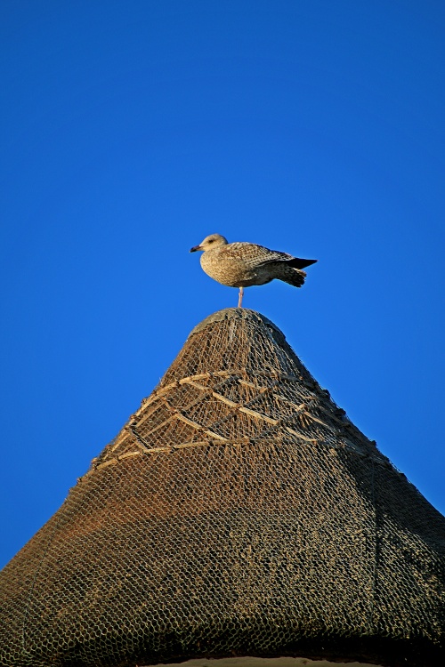 Uniped gull of Budleigh Salterton