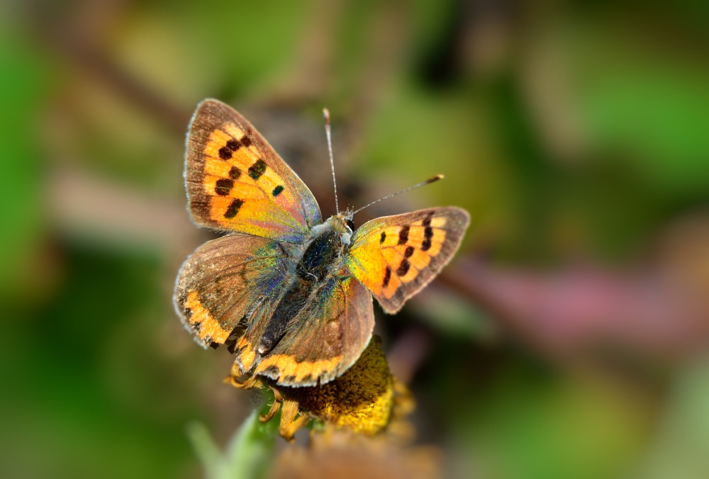 Small Copper (Lycaena Phlaeas) Male at Denbies Hillside