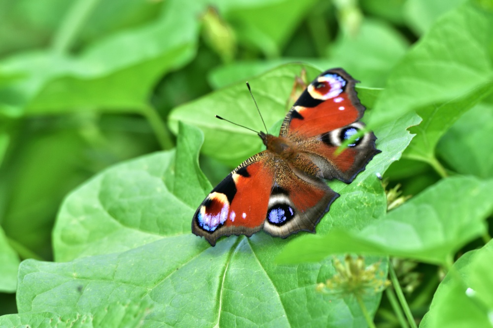 Peacock (Aglais io) Male Sunning Itselfin Whiteley Woods