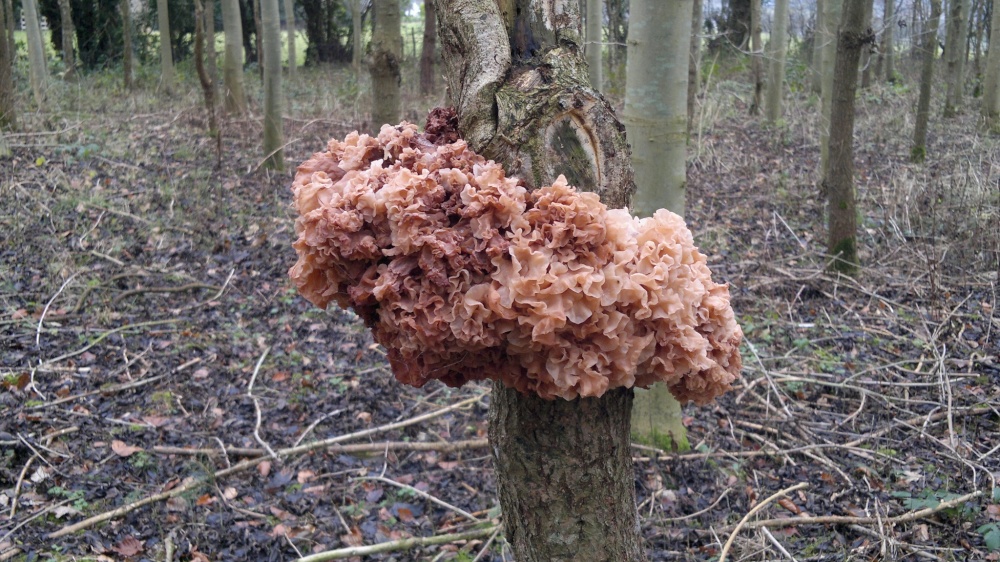 Fungus Sparassis crispa (Wood Cauliflower)