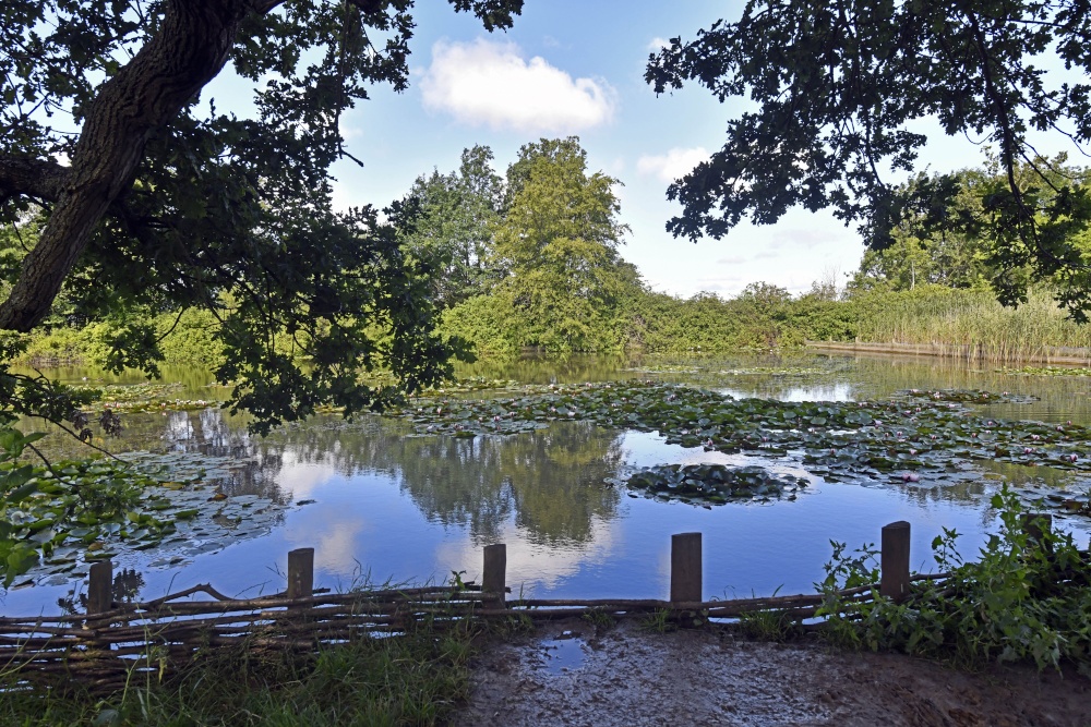 Sheepwash Pond at Hatchlands Park photo by Paul V. A. Johnson