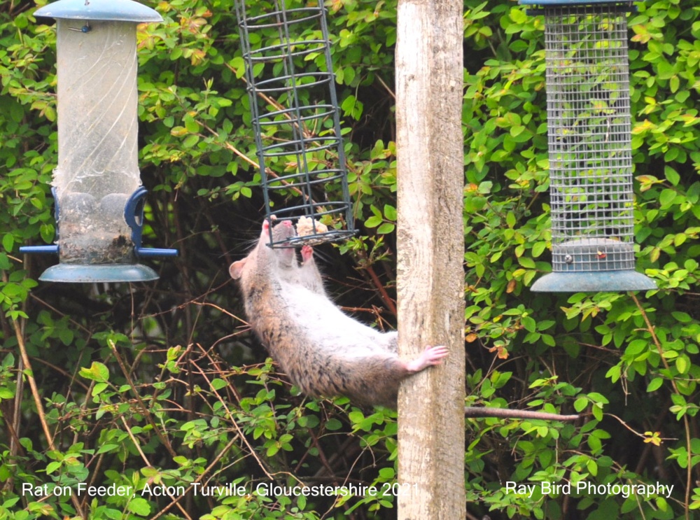 Rat on Bird Feeder, Acton Turville, Gloucestershire 2021