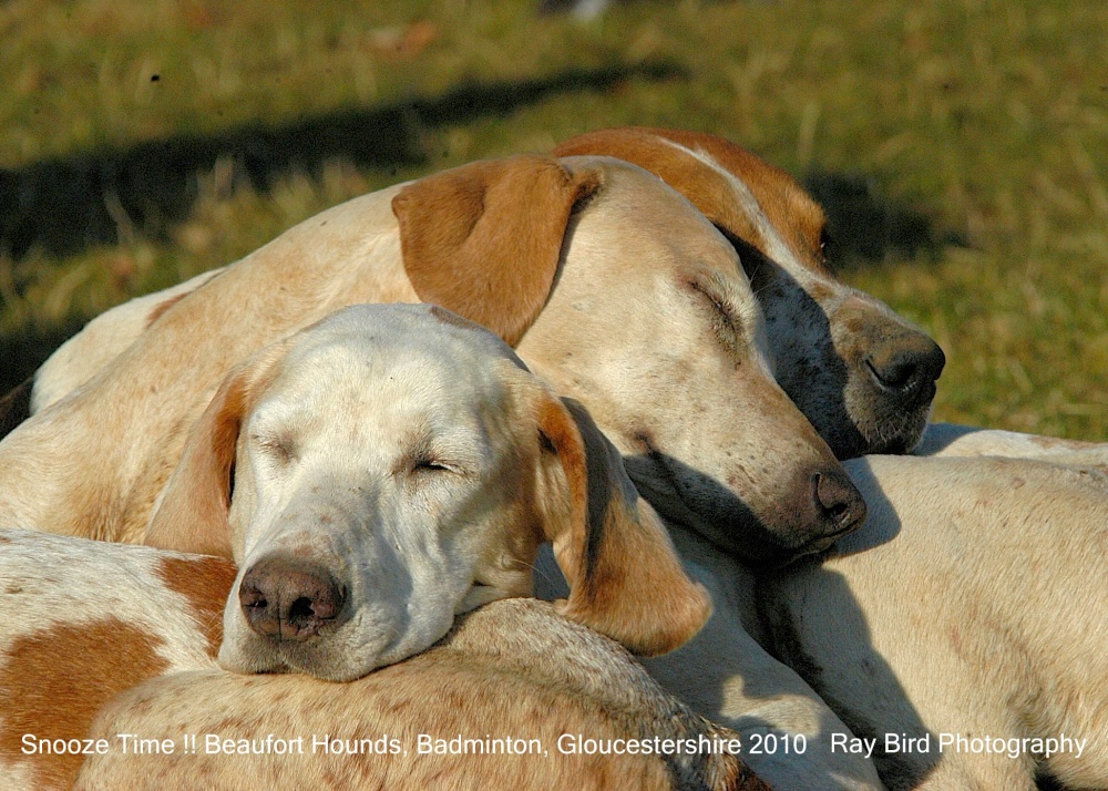 Beaufort Hounds, Badminton, Gloucestershire 2010