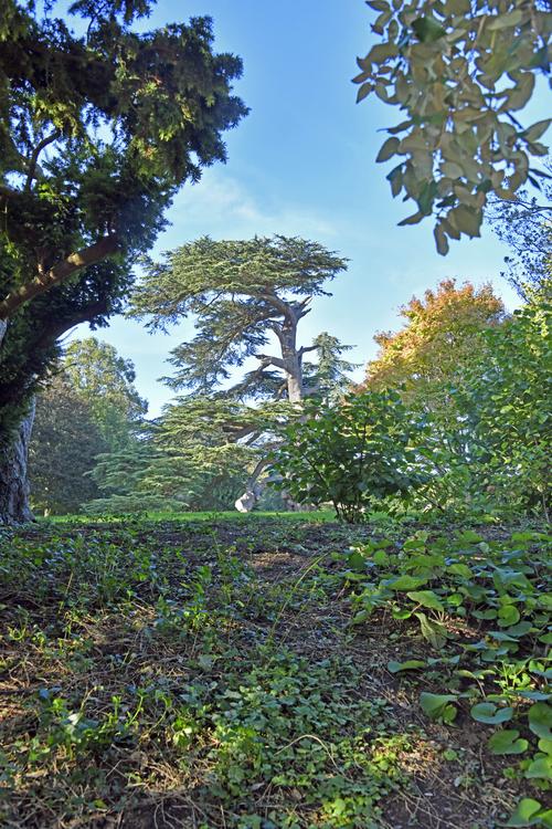 Goodnestone Park Gardens