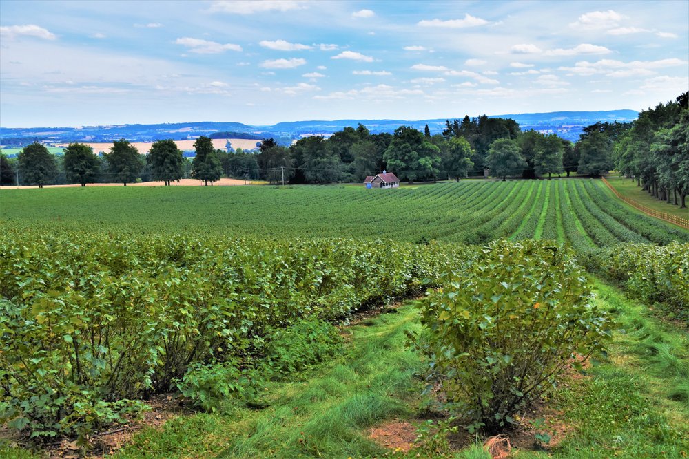 Blackcurrants near to picking .