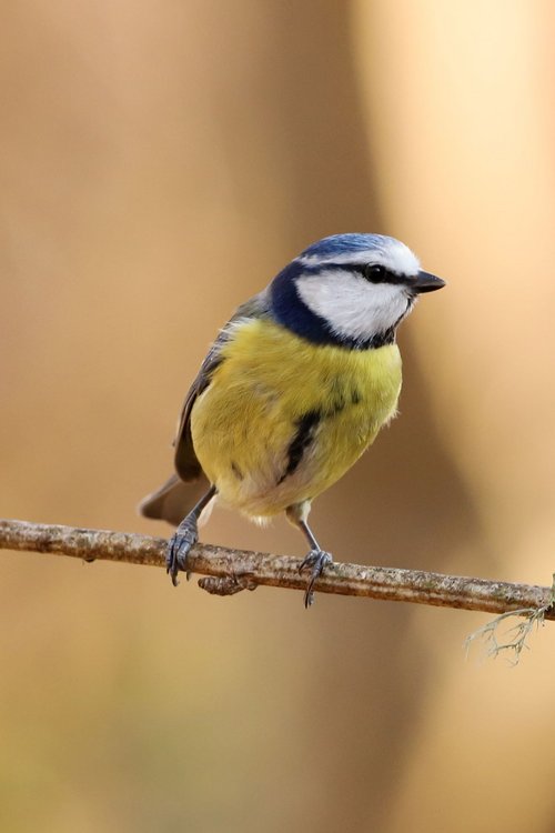 Blue Tit