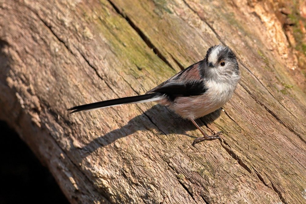 Long-tailed tit