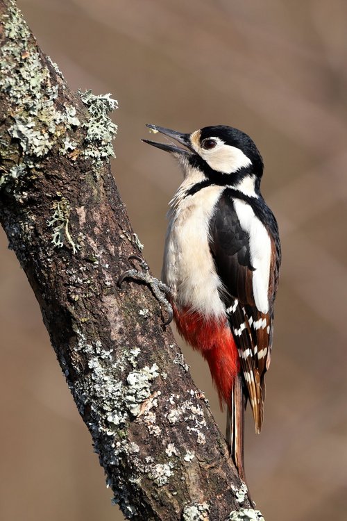 Great Spotted Woodpecker