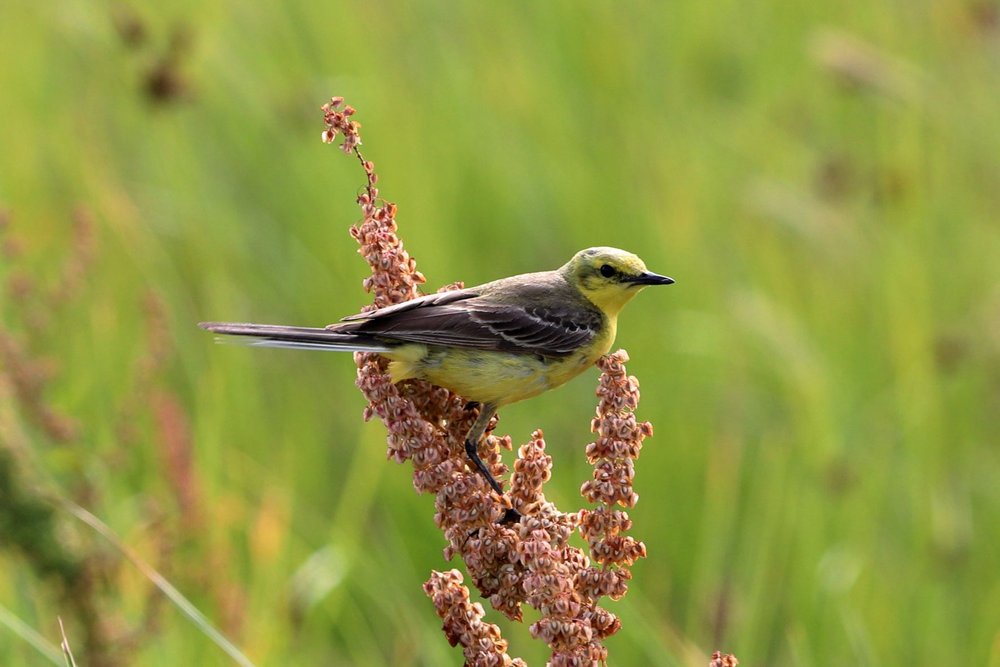 Elmley Nature Reserve