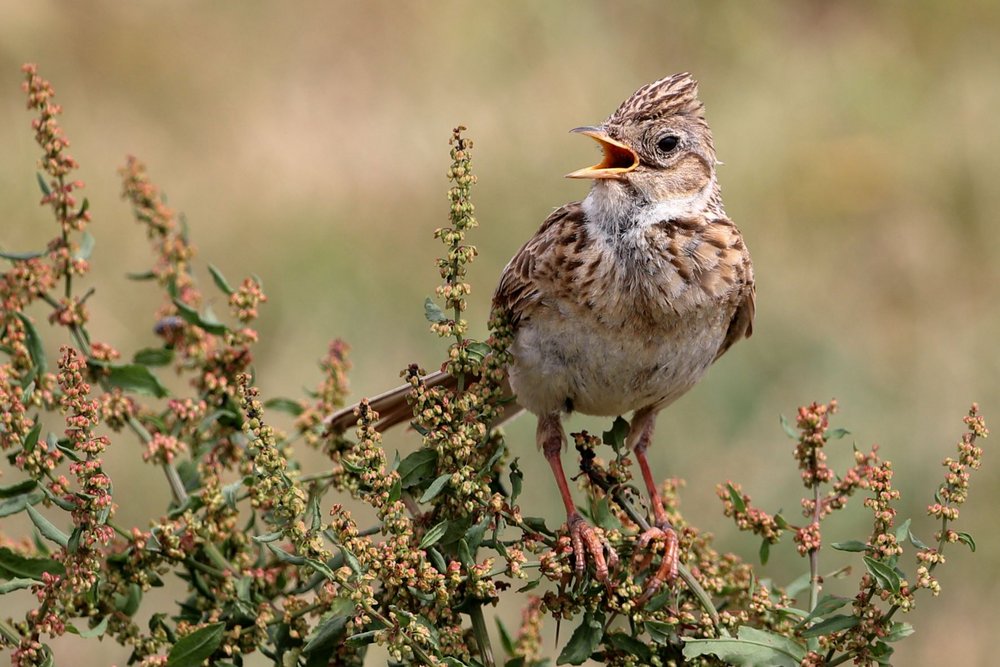 Elmley Nature Reserve