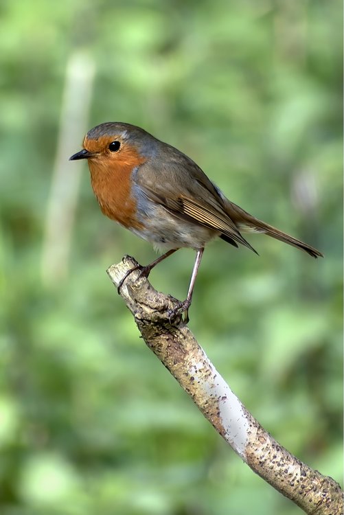 Robin (Erithacus rubecula)