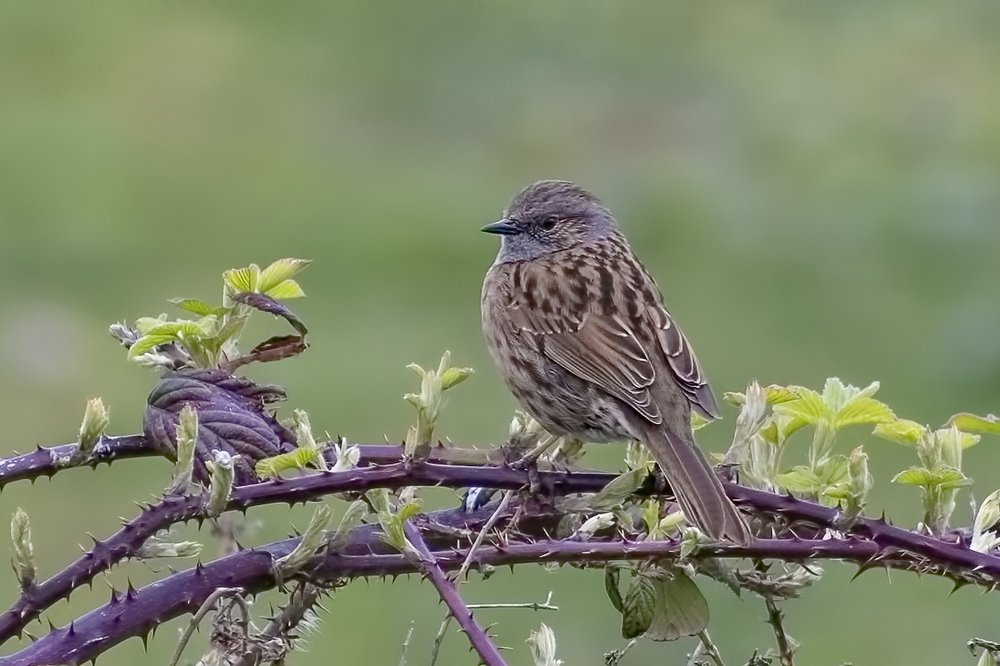 Dunnock