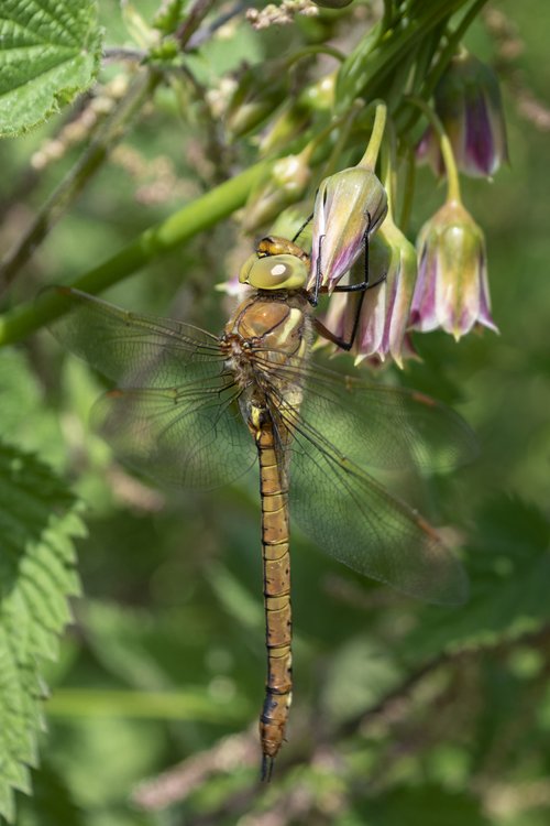 Norfolk Hawker