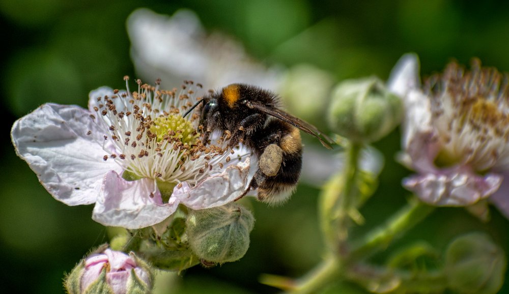 Feeding Bee