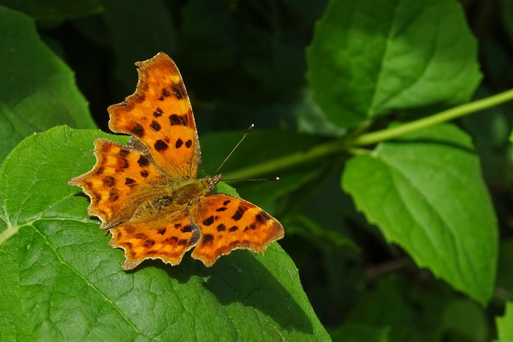 Comma Butterfly