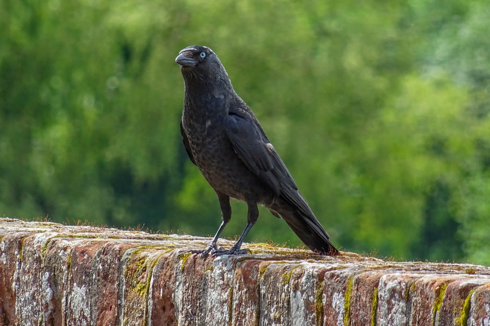 Jackdaw