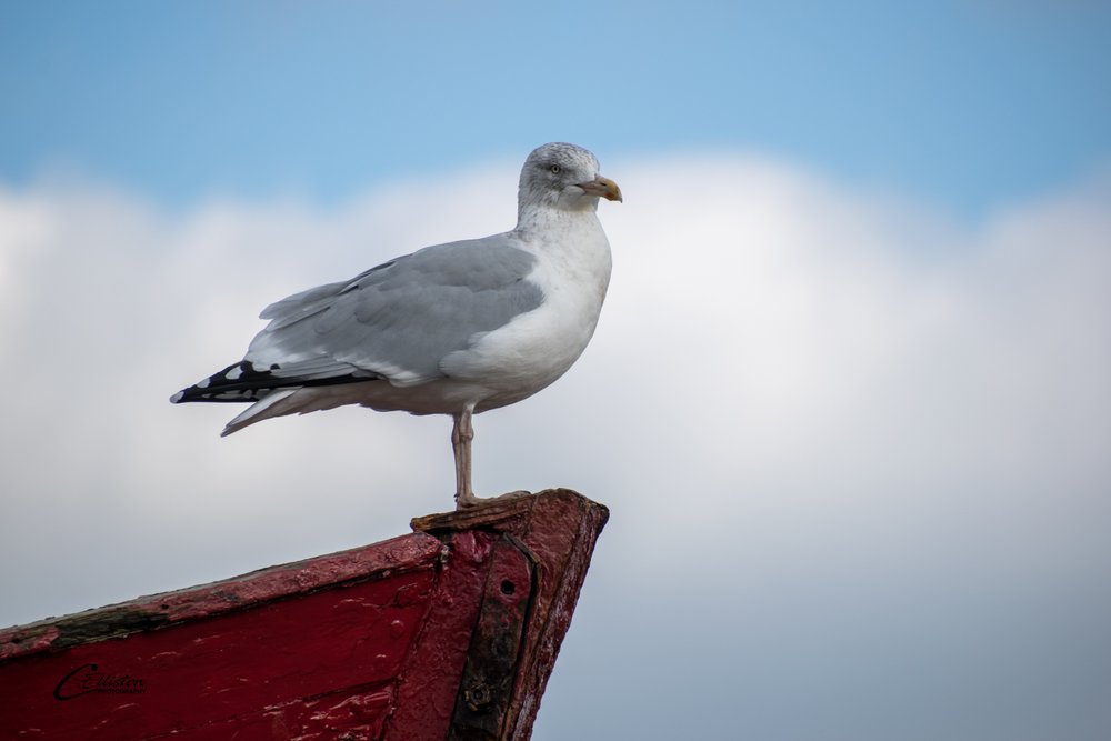 Herring Gull