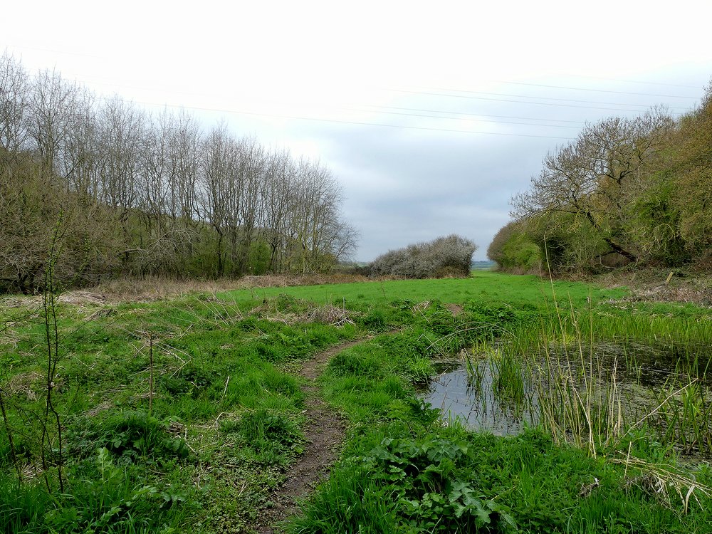 Storrs Mill Wood Cudworth South Yorkshire England