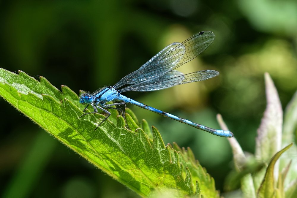 Damselfly