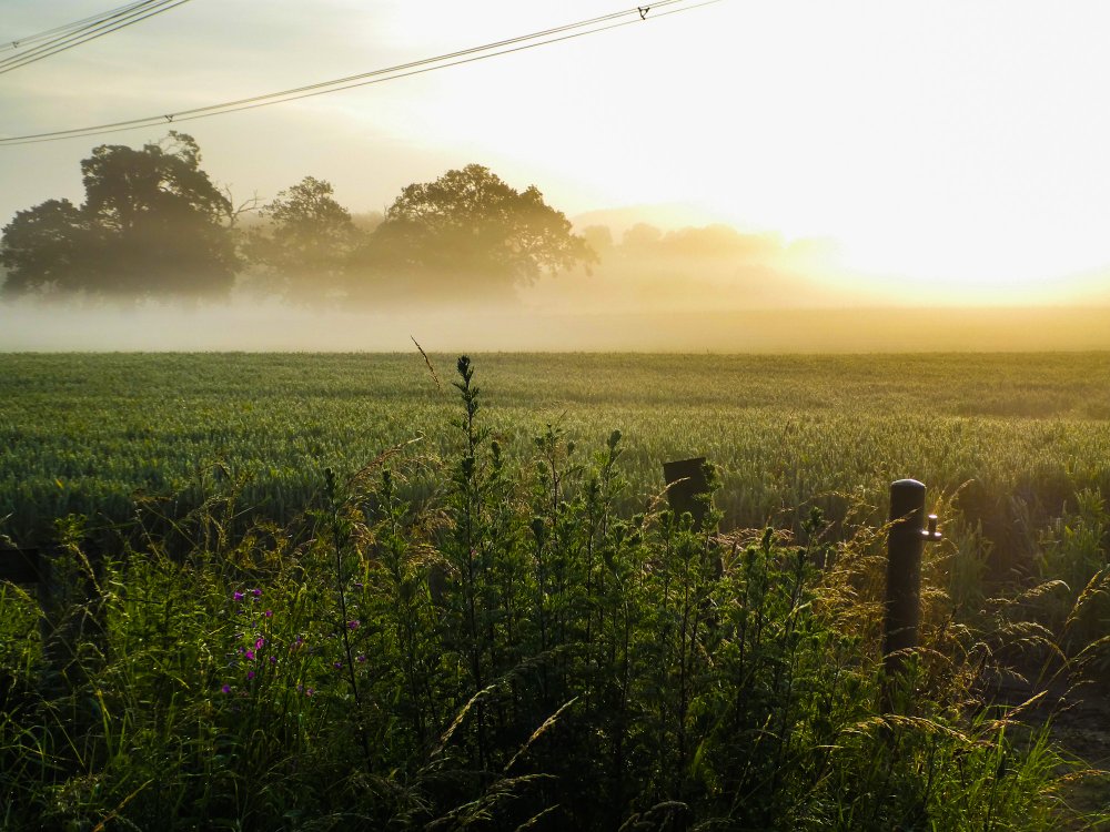 Mist at Little Linton