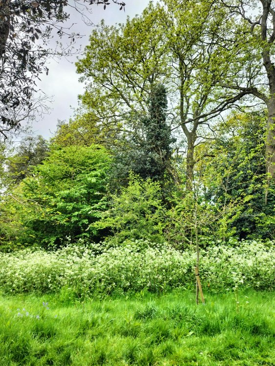 Wonderful lush vegetation in Druitt gardens, Christchurch