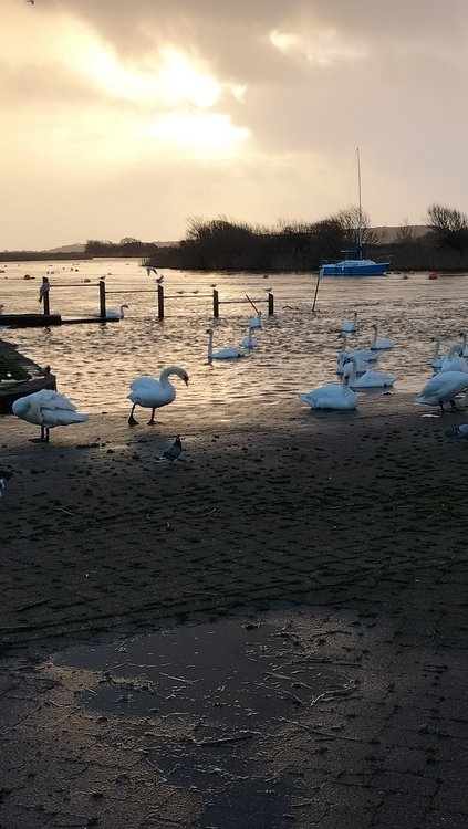 Swans at Town Quay in Christchurch