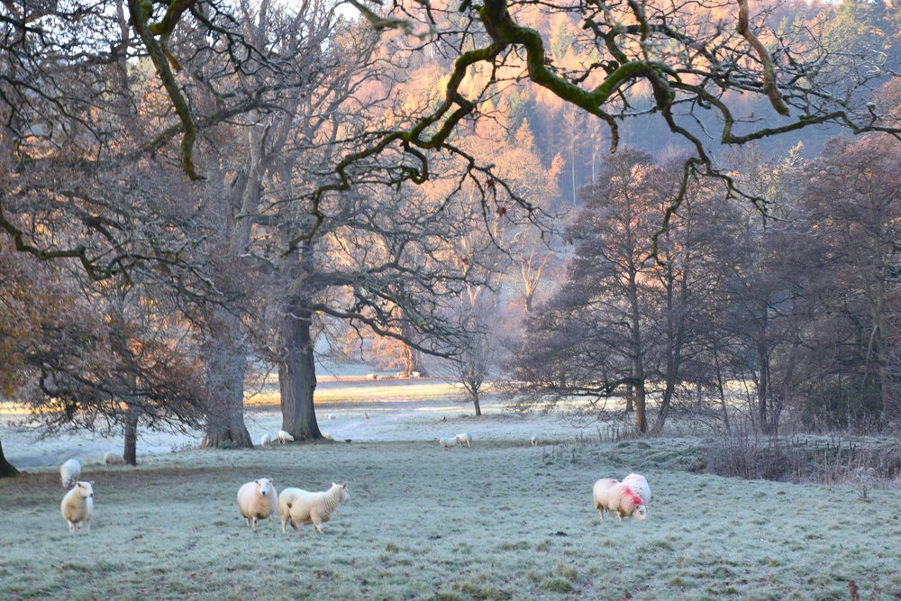 Woodland Sheep at Brampton Bryan