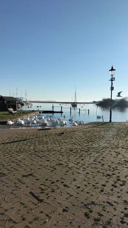 Swans at Christchurch Quay