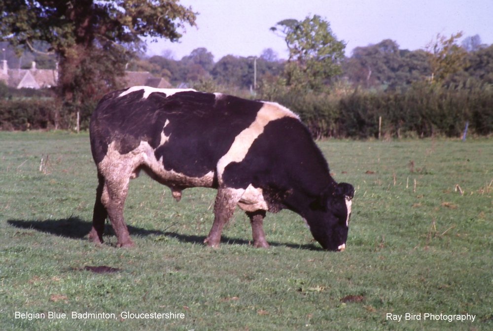 Cattle, Badminton, Gloucestershire