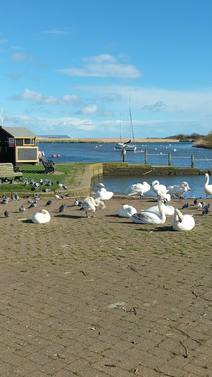 Swans busy being swans at Town Quay in Christchurch