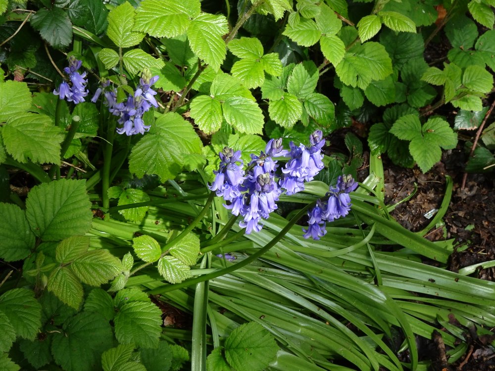 Bluebells