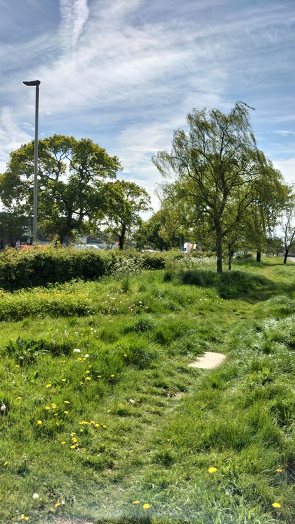 Totally genuine wild spring vegetation in Somerford, Christchurch