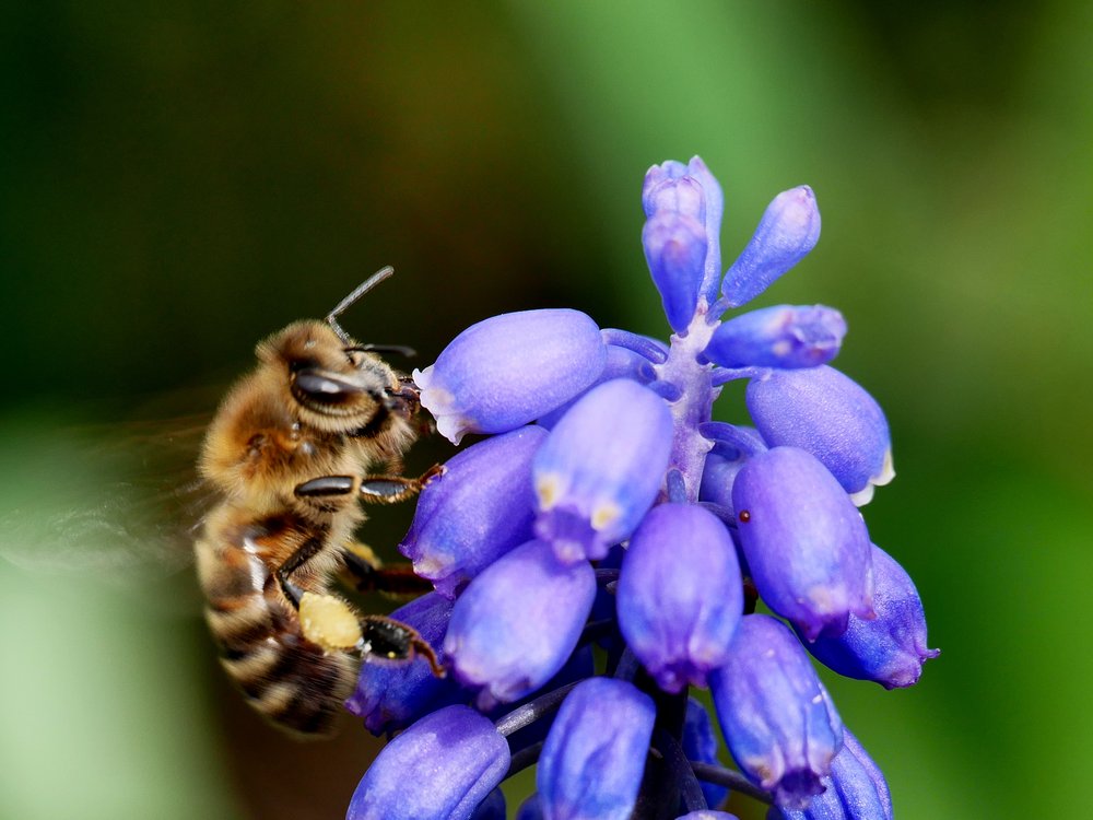 Bee perched on Muscari flower