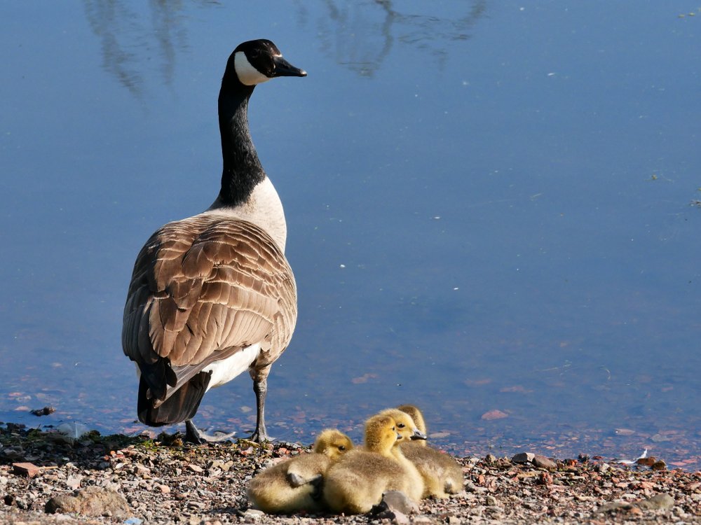 Photograph of Canada Goose and Chicks at Rabbit Ings